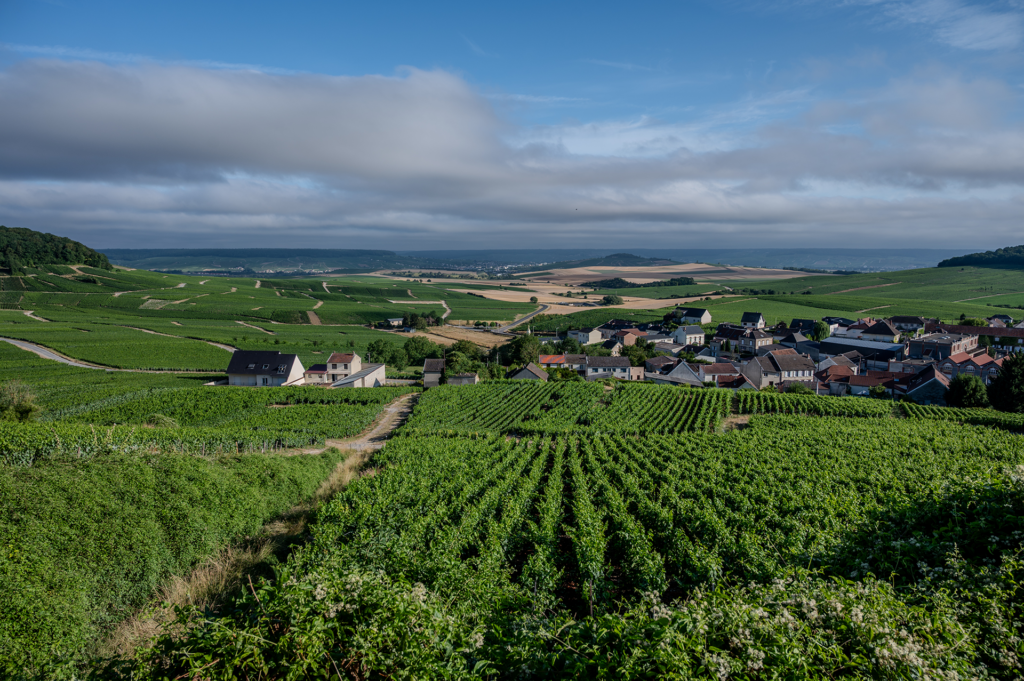 Côte des Blancs - kingdom of chardonnay