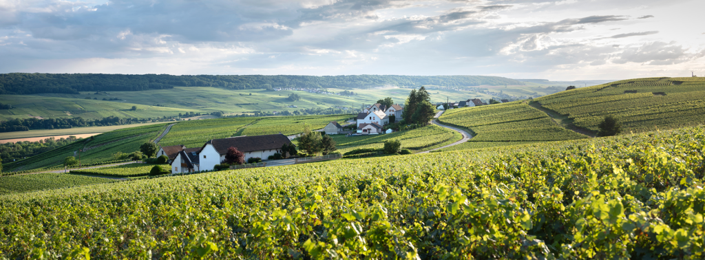 Vallée de la Marne - Pinot Meunier