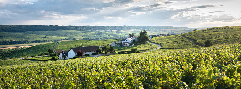 Vallée de la Marne - discovering the terroir of Pinot Meunier